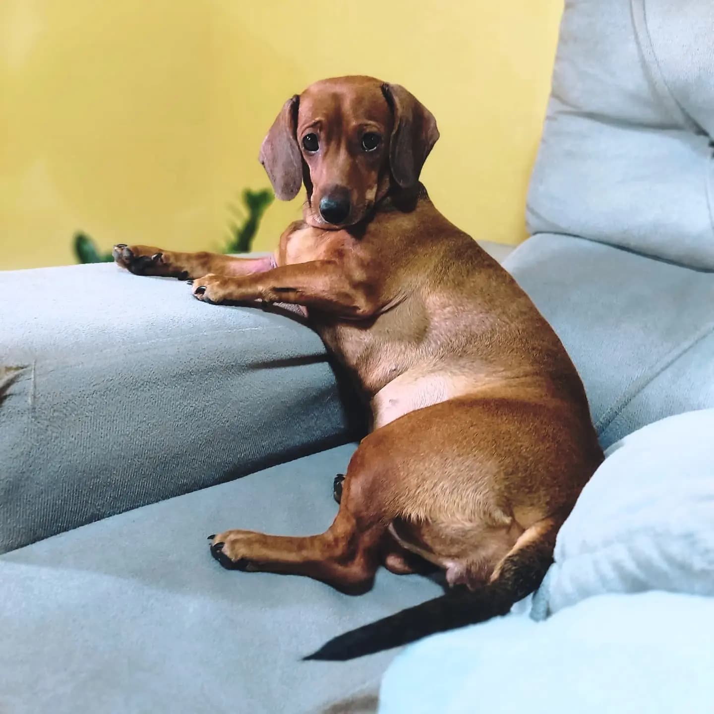 Foto da minha filha (Kamala, uma cadela da raça dachshund)